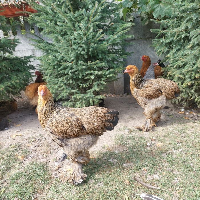 Brahma olbrzymia