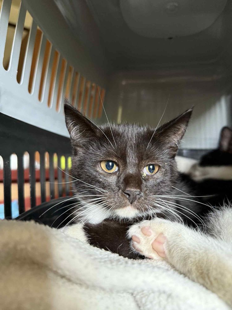 Do adopcji młode kociaki