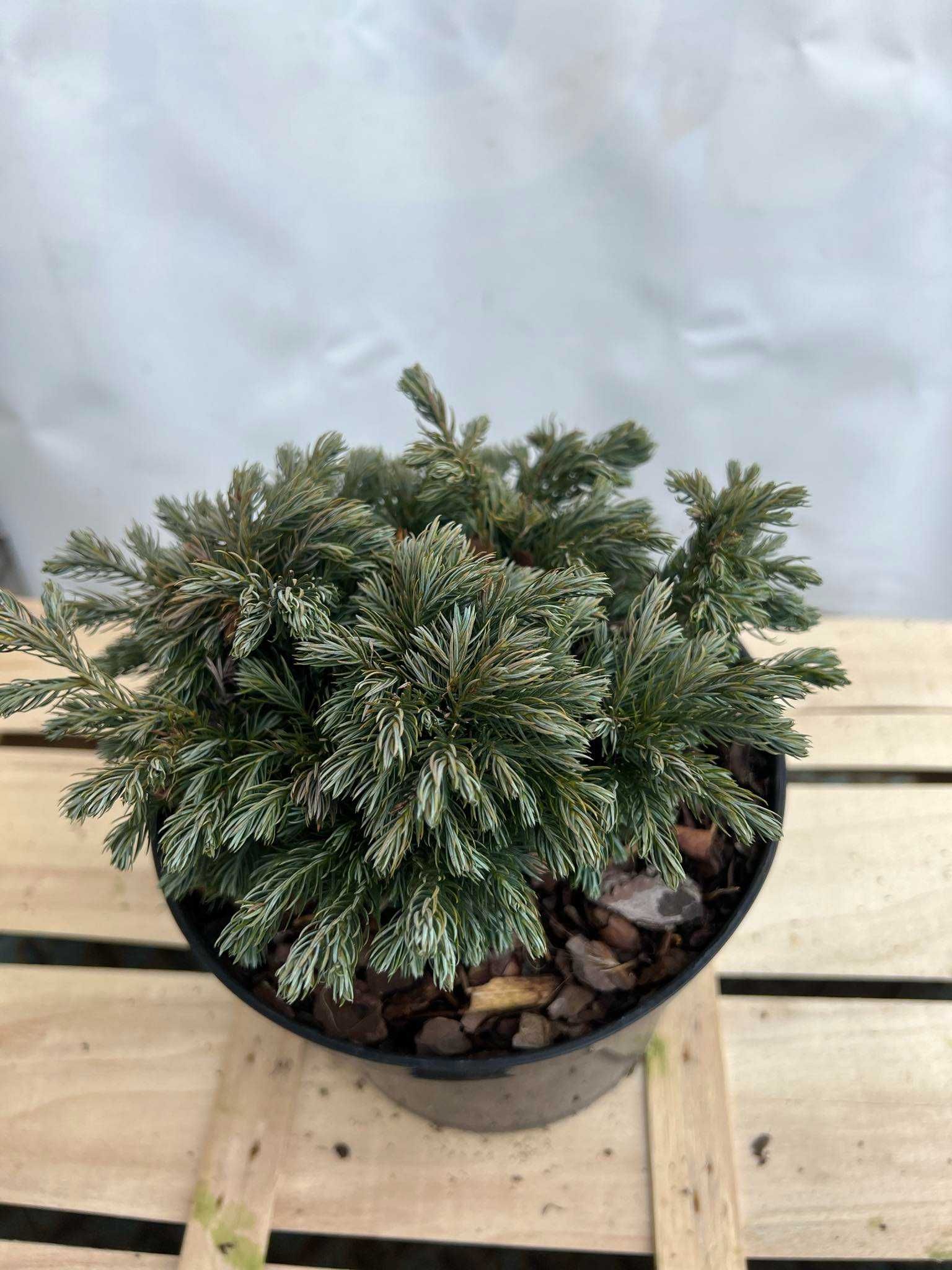 Cyprysik groszkowy BOULEVARD do formowania na bonsai 2L jałowce tuje