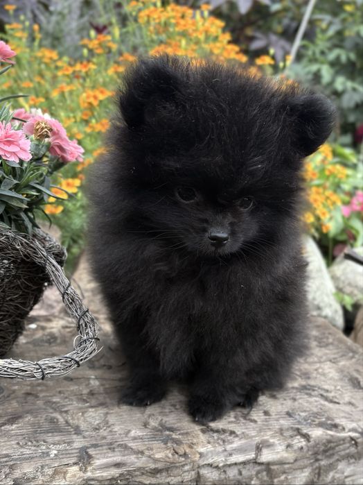 Mini piesek pomeranian szpic minaiturowy szpic minaitura