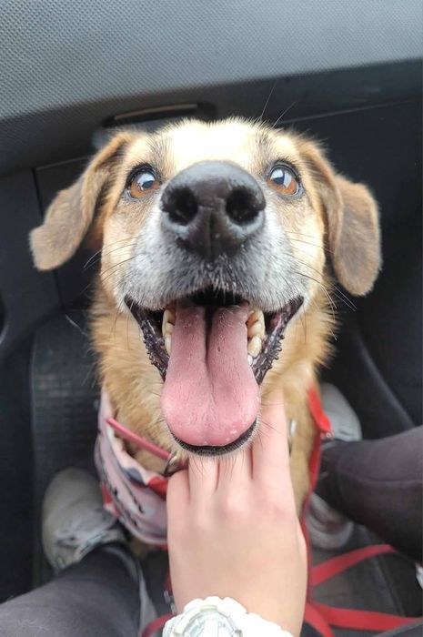 Malutka Fibi do adopcji