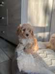 Cudowny piesek maltipoo.