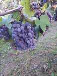 Uvas tintas para troca