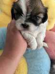 Prześliczna suczka shih tzu