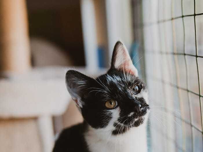 Do adopcji kocurek