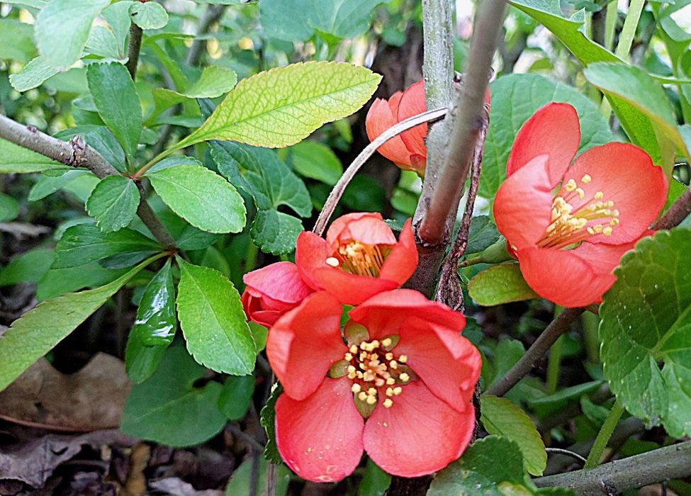 Хеномеліс (айва японська) Оранж Трейл