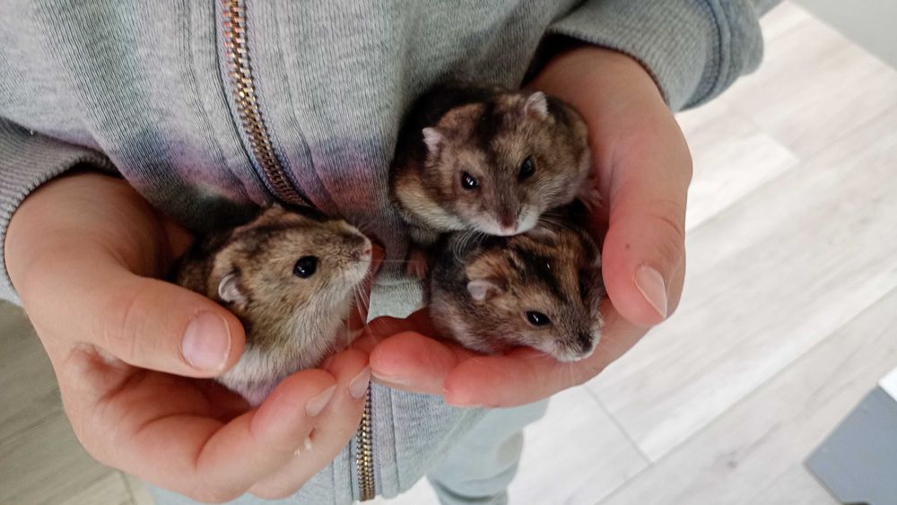 Chomiki dżungarskie – słodkie maluchy! Biało-szaro-brązowe, oswojone!