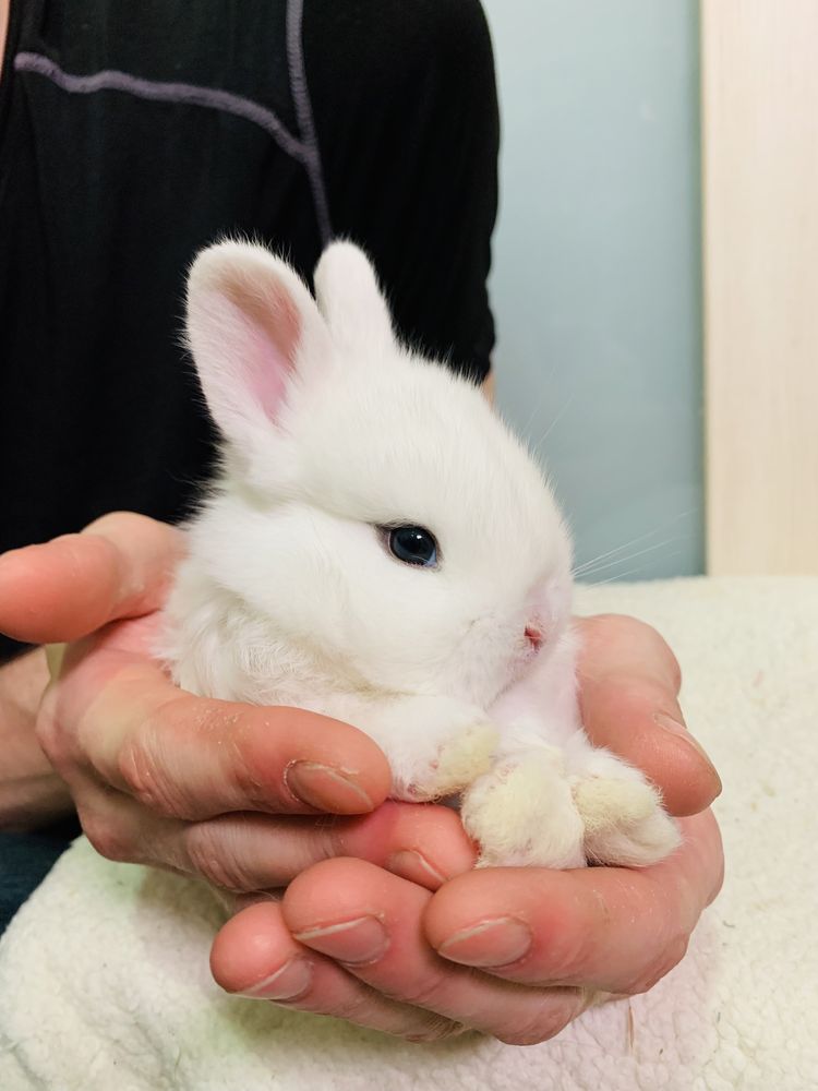 Минилоп карликовый мини кролик нидерландский и укомплектованные клетки