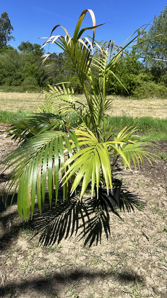 Palmeira Howea fosteriana