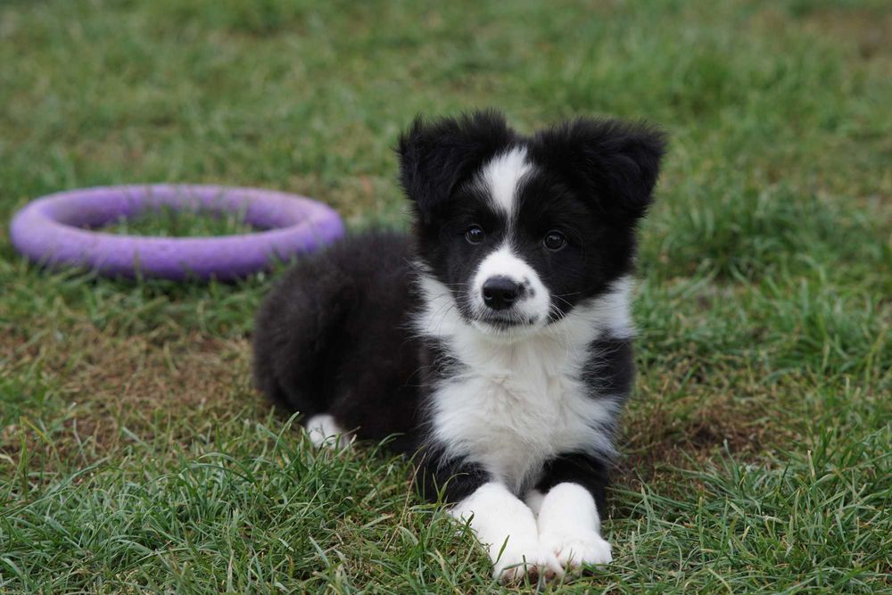 Border collie , chłopiec czarno biały ZKwP / FCI