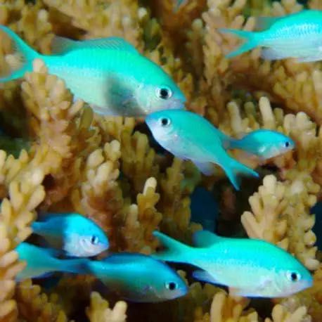Chromis viridis morskie