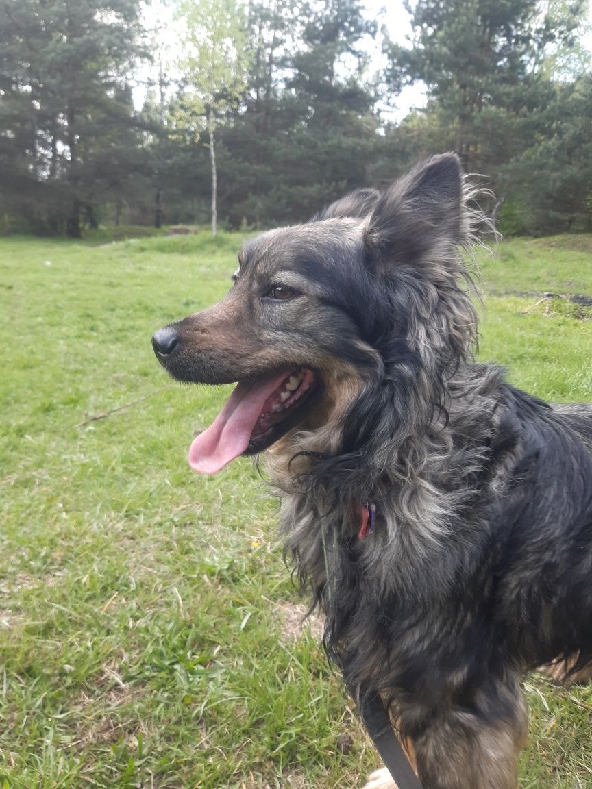 Śliczny mlody piesek do adopcji że schroniska.