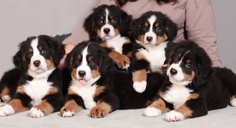 Щенки бернского зенненхунда