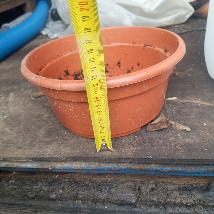 Doniczki chryzantemowe