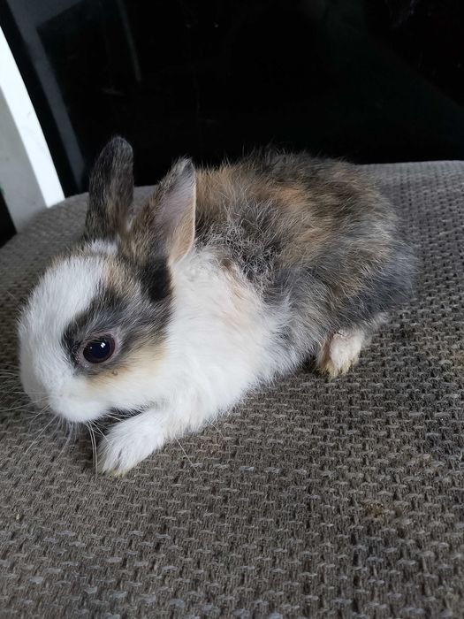 Króliczki miniaturki