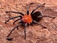 Красивый паук самка Bumba cabocla
