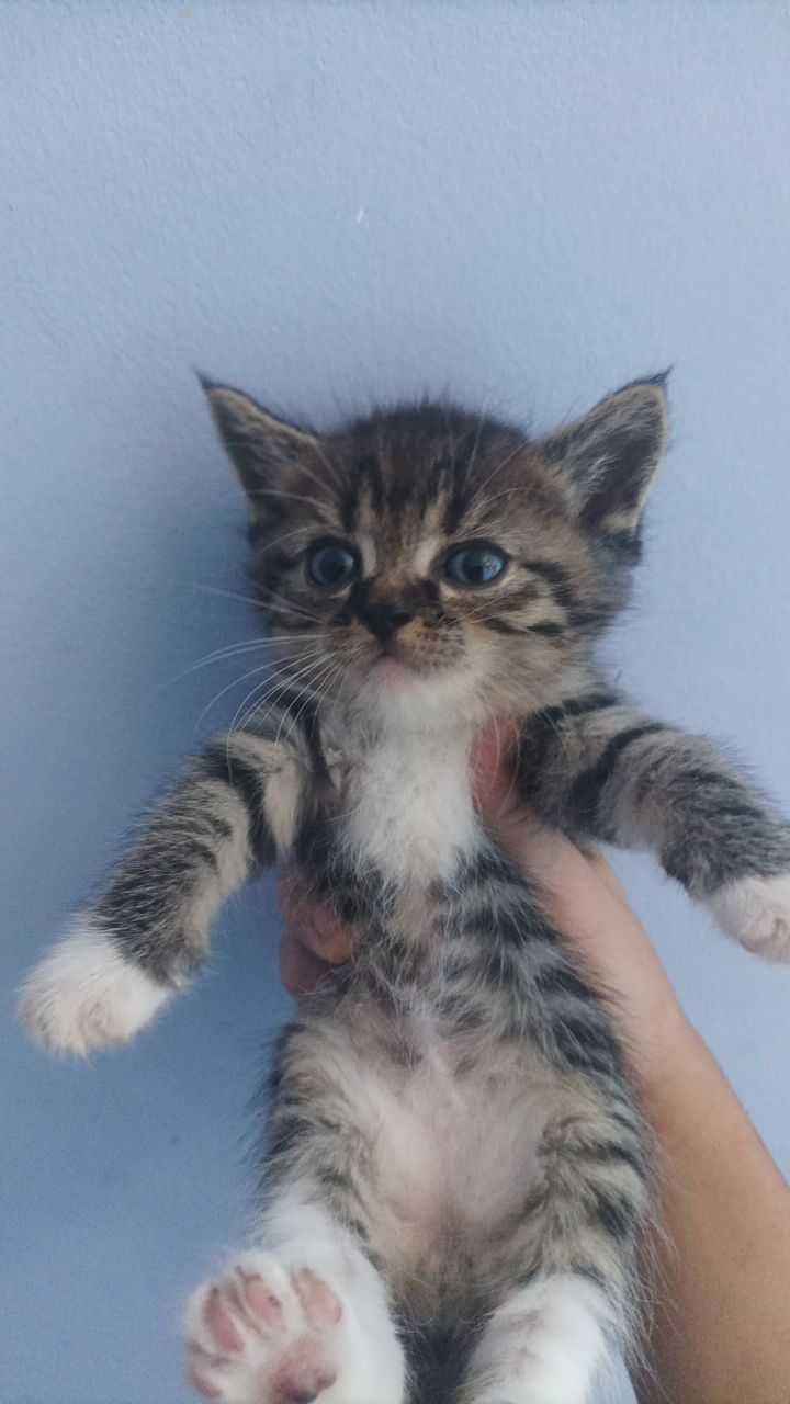 Ищем дом для котёнка