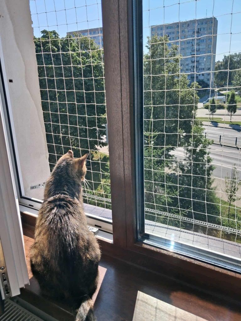 Starsza kotka bura