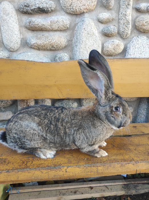 Samce Olbrzym Belgijski