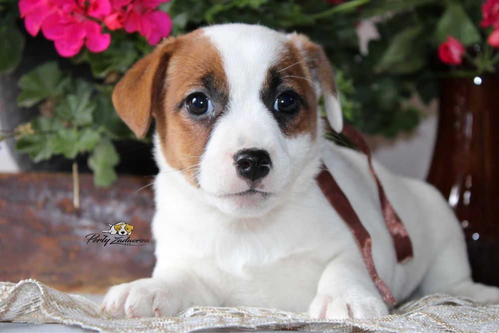 Sunia Jack Russell Terrier ZKwP FCI Gotowa do odbioru