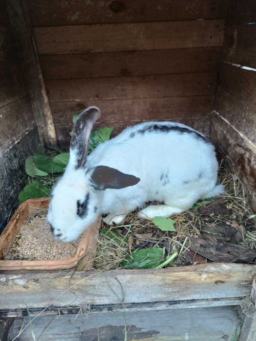 sprzedam samicę kotną