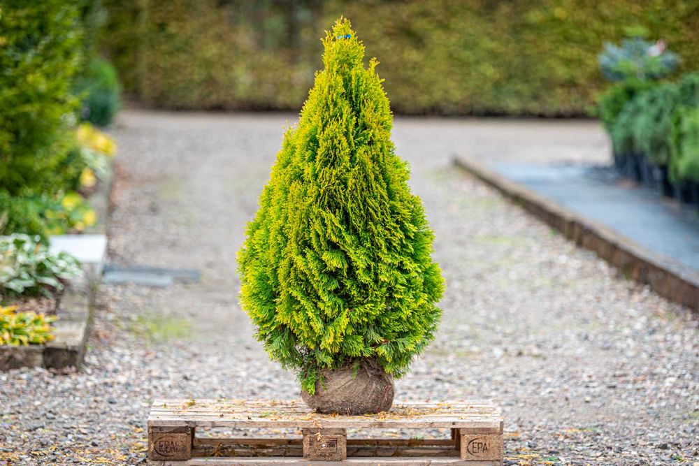 Tuja Żywotnik 'Golden Smaragd' PROMOCJA /Thuja 'Golden Smaragd' ŻÓŁTA