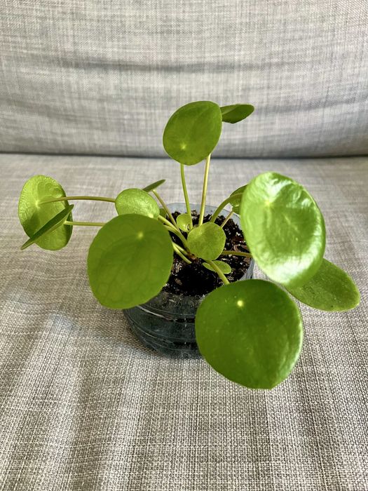 Pilea peperomioides (pieniążek)