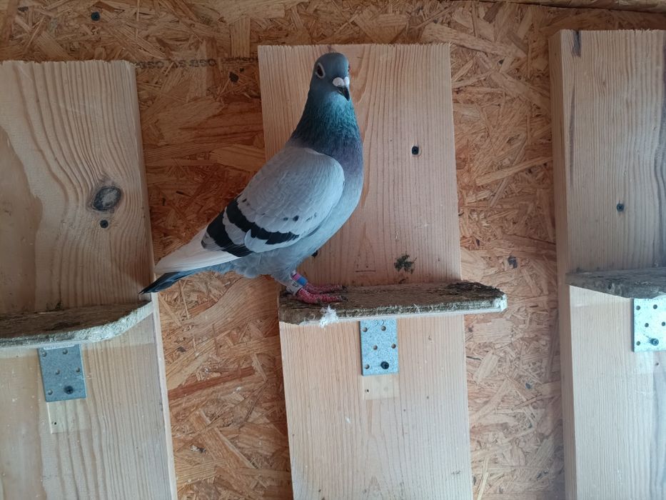 Sprzedam Samice Elektro x Porsche Gołębie Pocztowe