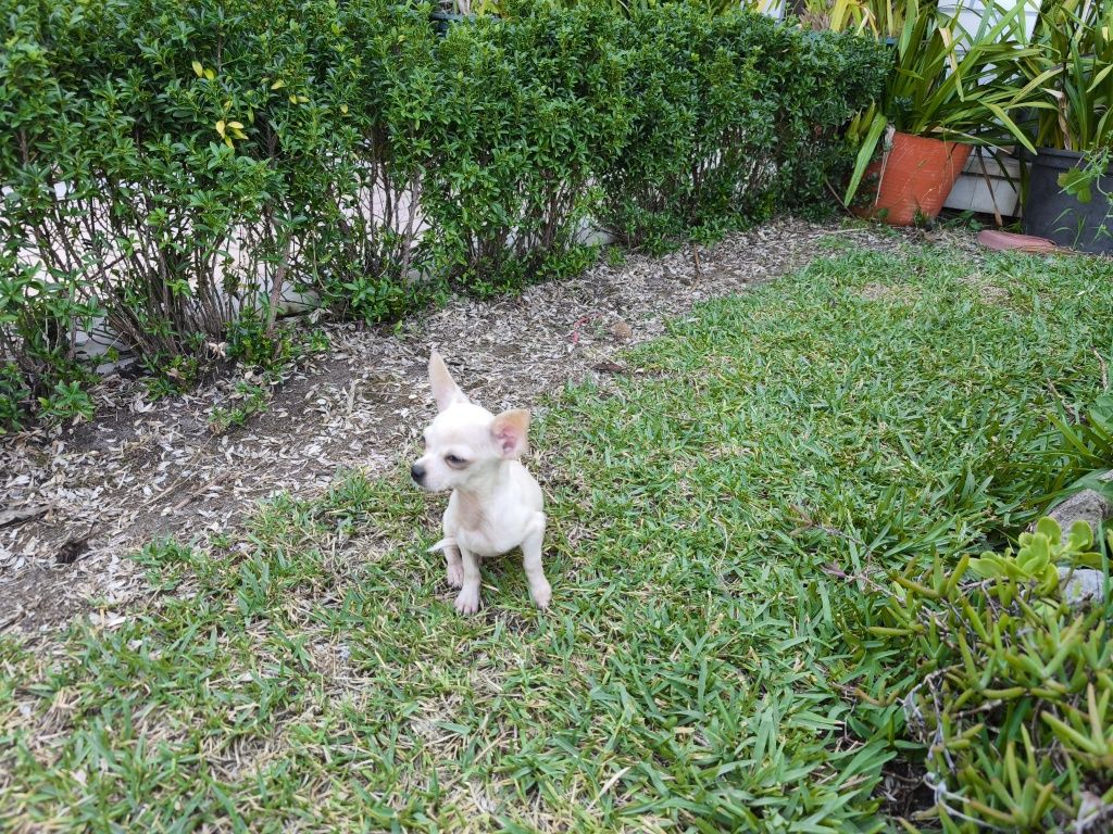 Chihuahua fêmea de pelo curto disponível para entrega imediata