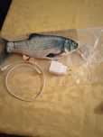 Peixe Interativo para gatos