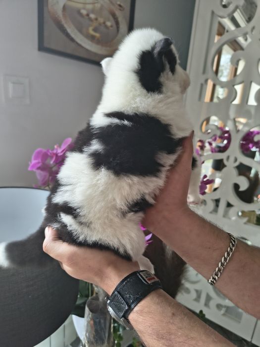 Atena łajka jakucka FCI metryka chip umowa wyprawka