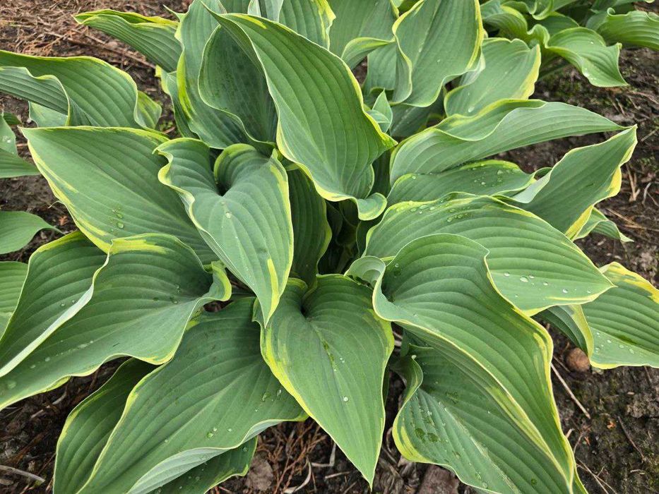 Хоста великого розміру