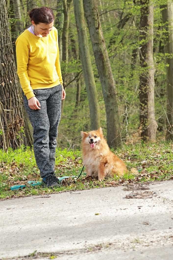 SZPICU - ok. 3-letni, bez OCZKA< w typie szpica,lubi KOTY. [FILMIK}