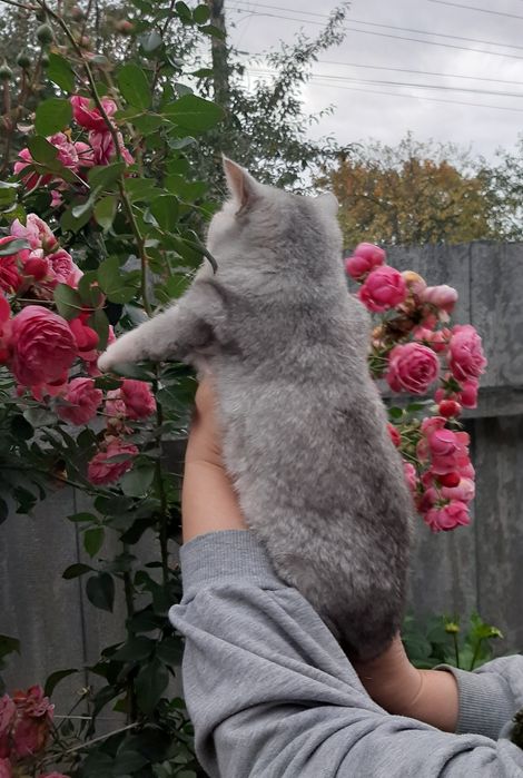 Британские шиншиллы, котик и кошечка.