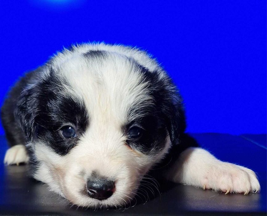 Border collie black white dziewczynka