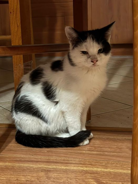 Oddam w dobre ręce kotki