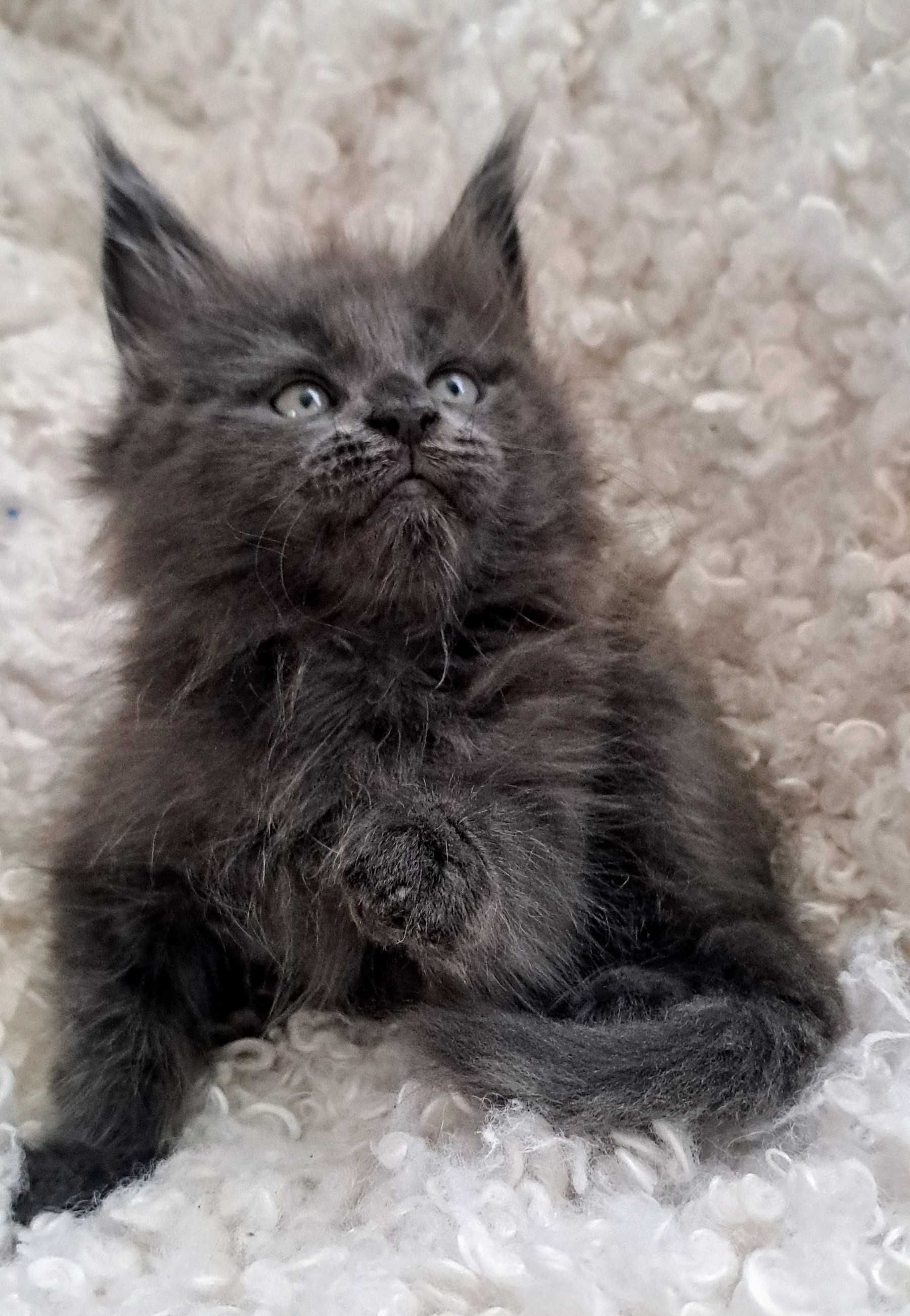 Wyjątkowy Maine Coon