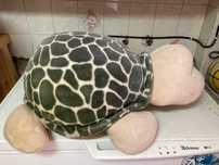 Peluche Tartaruga Gigante