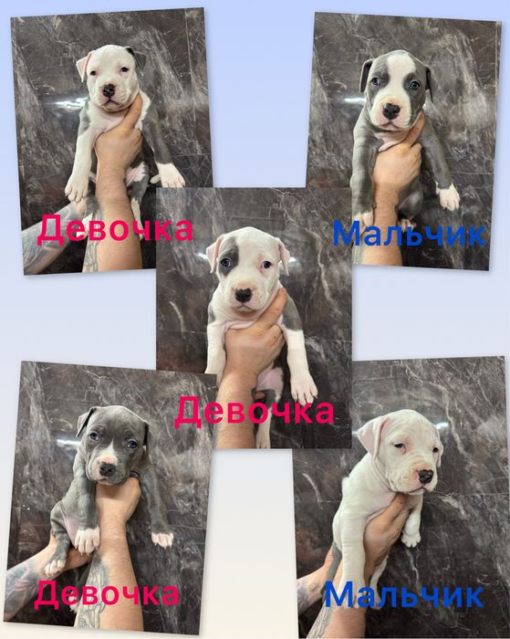 Продаются щенки Американского стаффордширского терьера!