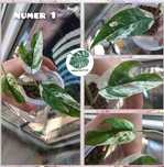 Maria Plants Epipremnum Pinnatum Marble Variegata pędówki