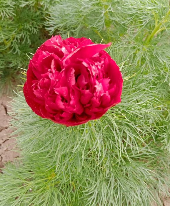 Продам Воронец Махровый