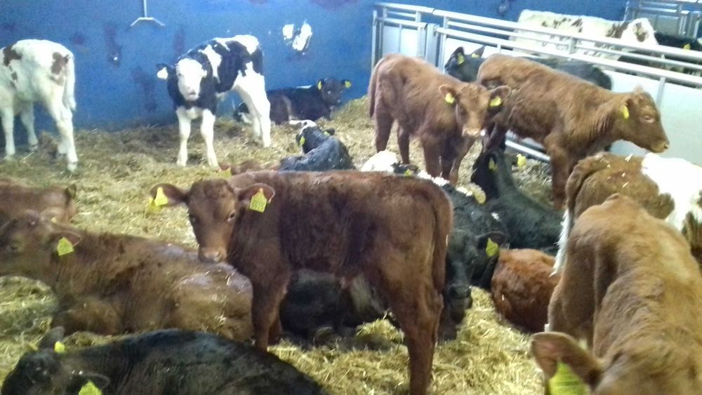 Cielęta, cielaki, byczki oraz jałówki mięsne, MM,MS,HF transport