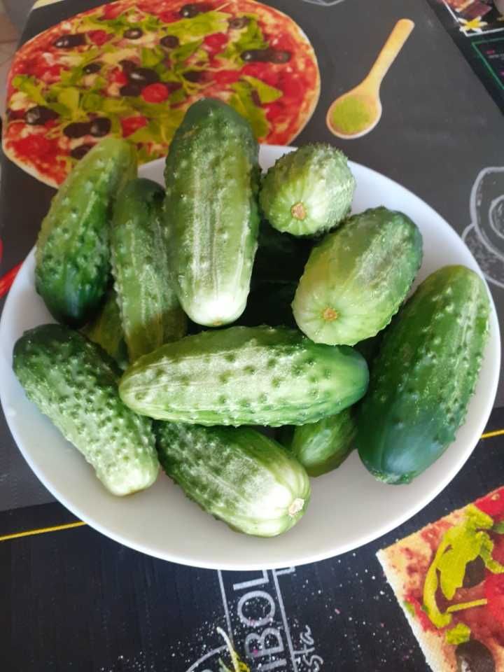 Ogórki śremskie ekologiczne