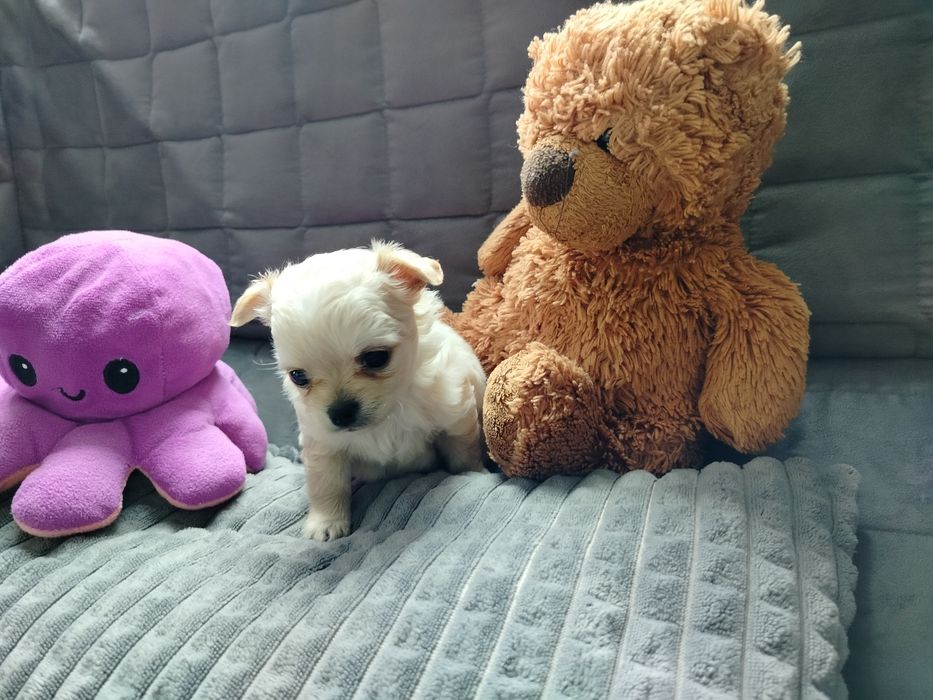 Sprzedam pieska chihuahua długowłosy