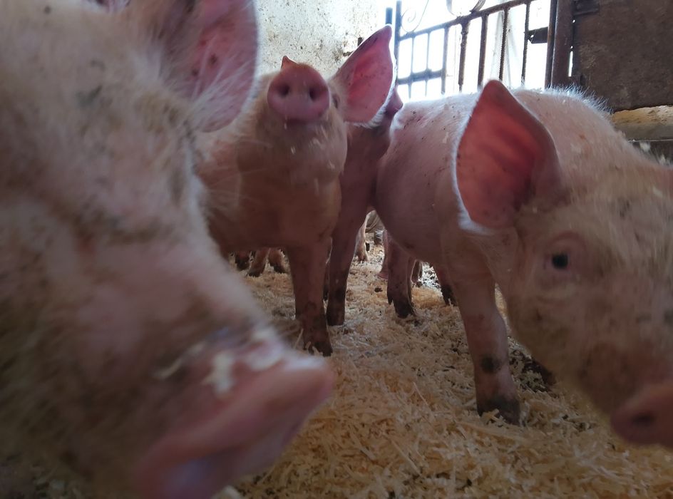 Продам поросят два місяці