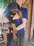 Rottweiler przepiękna dziewczynka