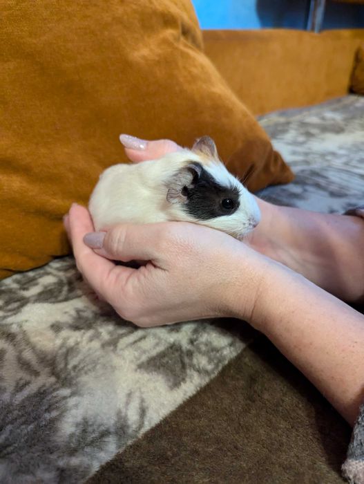 Морська свинка (мурчак, морські свинки)