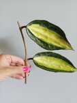 Hoya macrophylla pot of gold