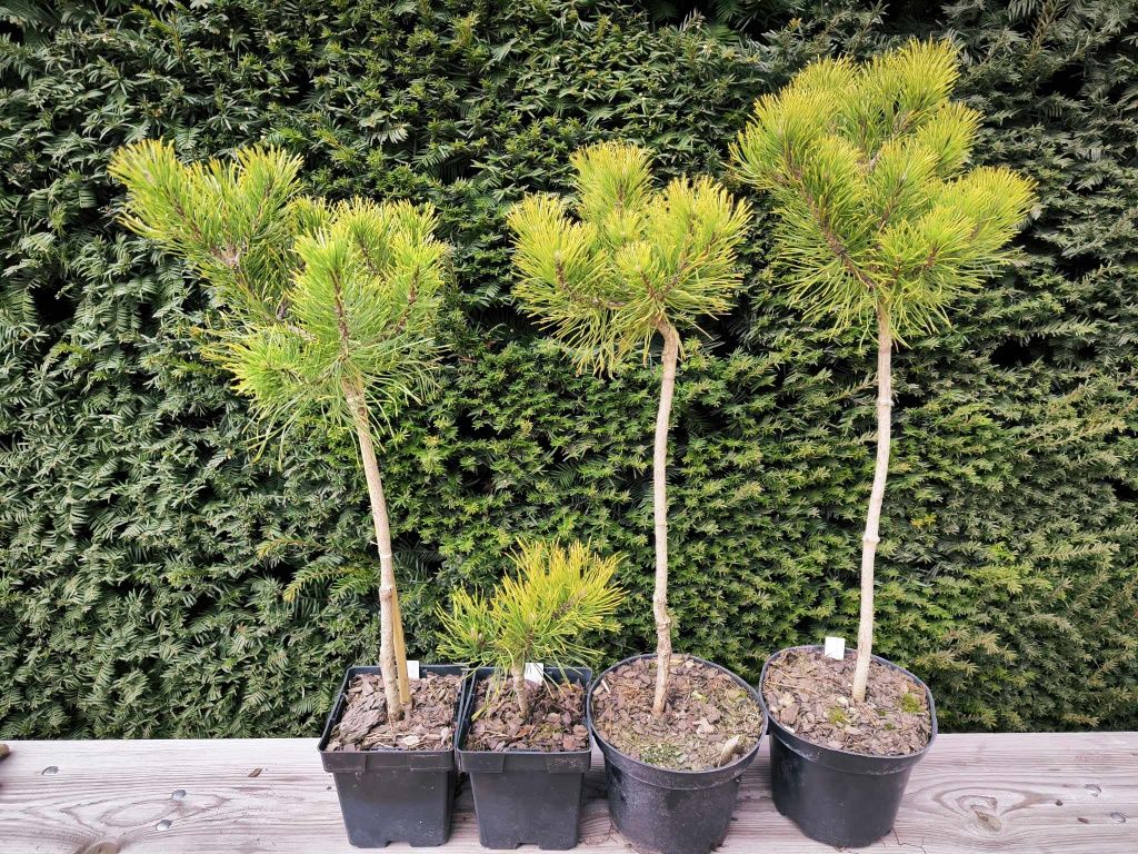 Pinus mugo Starkl (жовті сосни 4 сорти)