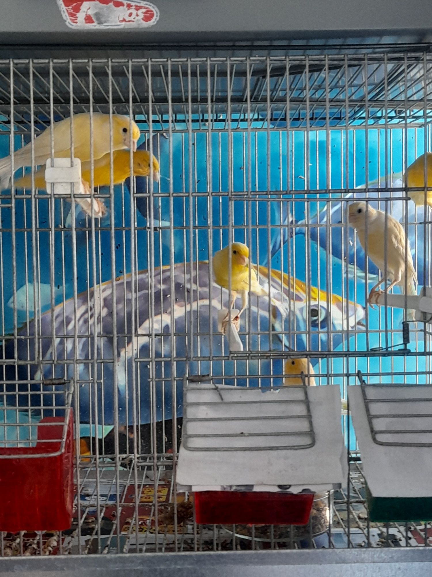 Canarios machos e femeas bem tratados